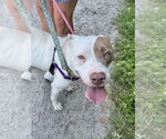 Small #14 American Staffordshire Terrier-Labrador Retriever Mix