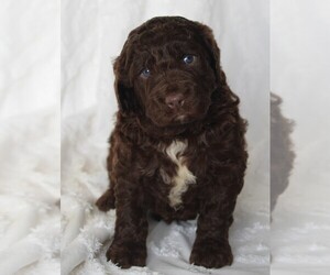 Golden Newfie Doodle Puppy for sale in FREDERICKSBURG, OH, USA