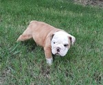 Small Photo #11 Bulldog Puppy For Sale in GREEN FOREST, AR, USA