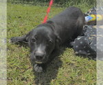 Small #1 Labrador Retriever Mix