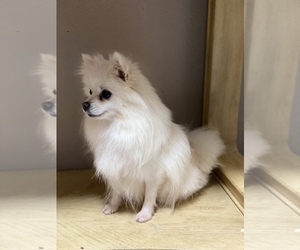 Mother of the Pomeranian puppies born on 10/14/2021