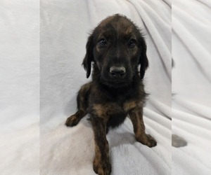 Labradoodle Puppy for sale in WILLIAMSTOWN, KY, USA