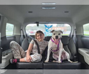 American Pit Bull Terrier-Unknown Mix Dogs for adoption in Germantown, OH, USA