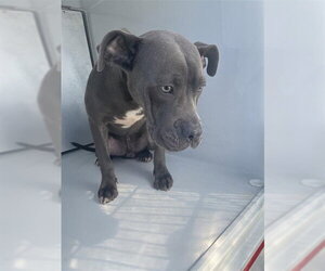 American Pit Bull Terrier-Unknown Mix Dogs for adoption in Houston, TX, USA