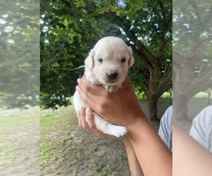 Golden Retriever Puppy for sale in COLVILLE, WA, USA