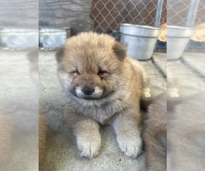 Medium Chow Chow