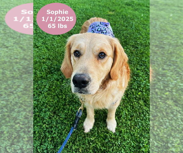 Medium Photo #2 Golden Retriever Puppy For Sale in West Hollywood, CA, USA