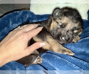 German Shepherd Dog Puppy for sale in KENT, WA, USA