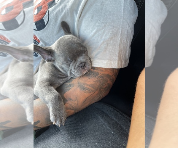 Medium Photo #21 French Bulldog Puppy For Sale in SAN BERNARDINO, CA, USA