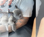 Small Photo #21 French Bulldog Puppy For Sale in SAN BERNARDINO, CA, USA