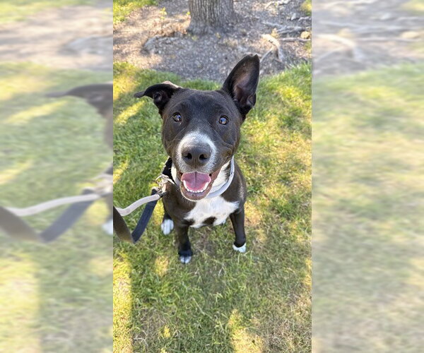 Medium Photo #1 Border Collie Puppy For Sale in Fremont, CA, USA