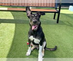 Small German Shepherd Dog Mix