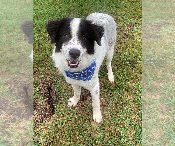 Medium Photo #3 Mutt Puppy For Sale in San Leon, TX, USA