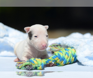 Miniature Bull Terrier Puppy for Sale in Kiskoros, Bacs-Kiskun Hungary