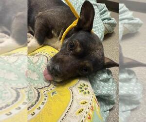 Chihuahua-Unknown Mix Dogs for adoption in Las Vegas, NV, USA