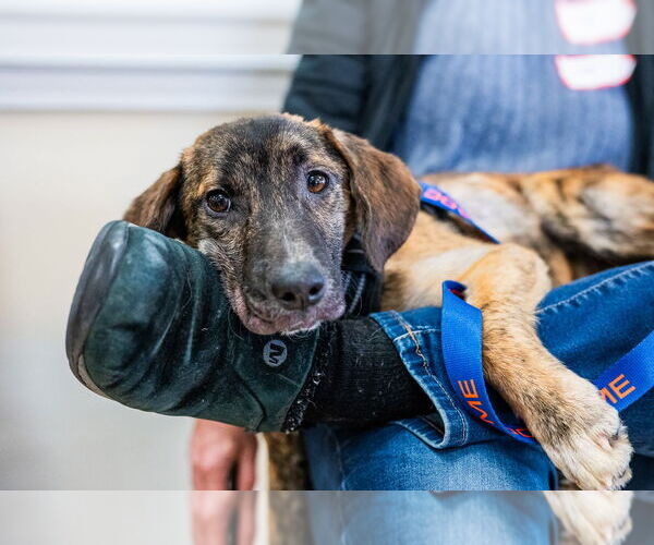 Medium Photo #5 Feist Terrier-Unknown Mix Puppy For Sale in Mundelein, IL, USA