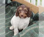 Small #1 German Shorthaired Pointer-Poodle (Standard) Mix