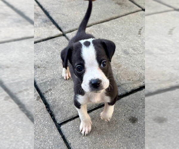 Medium Photo #3 Chihuahua-Unknown Mix Puppy For Sale in Plainfield, IL, USA