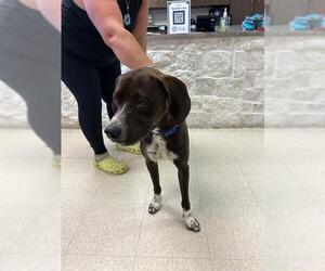 Labrador Retriever Dogs for adoption in Sugar Land, TX, USA