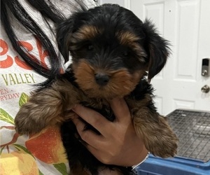 Yorkshire Terrier Puppy for Sale in RIVERVIEW, Florida USA