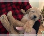 Small Photo #5 Labradoodle Puppy For Sale in TAYLORVILLE, IL, USA