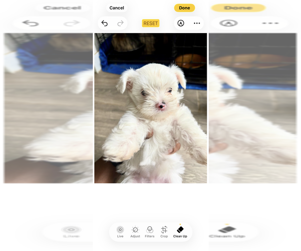 Medium Photo #3 Yorkshire Terrier Puppy For Sale in CONVERSE, TX, USA