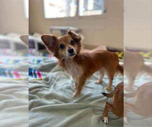 Papillon-Unknown Mix Dogs for adoption in Chula Vista, CA, USA