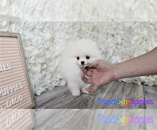 Medium Photo #1 Pomeranian Puppy For Sale in FULLERTON, CA, USA