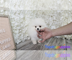 Small Photo #1 Pomeranian Puppy For Sale in FULLERTON, CA, USA
