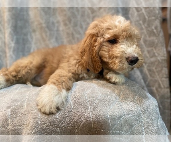 Medium Photo #11 Goldendoodle Puppy For Sale in LAKELAND, FL, USA