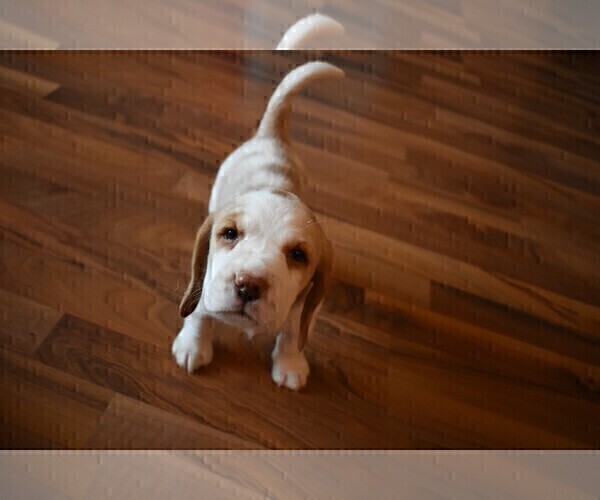 Medium Photo #1 Beagle Puppy For Sale in REASNOR, IA, USA