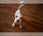 Small Photo #1 Beagle Puppy For Sale in REASNOR, IA, USA