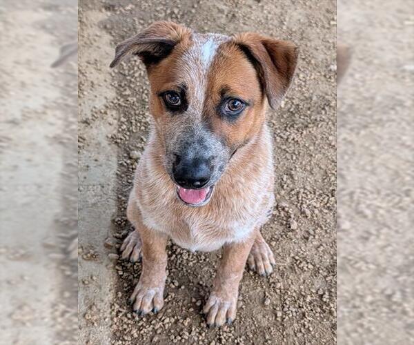 Medium Photo #2 Mutt Puppy For Sale in Plano, TX, USA
