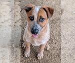 Small #1 Mutt