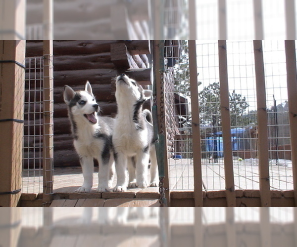 Medium Photo #2 Siberian Husky Puppy For Sale in WESTCLIFFE, CO, USA