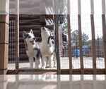 Small Photo #2 Siberian Husky Puppy For Sale in WESTCLIFFE, CO, USA