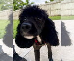 Zeke Mini Poodle - Male Poodle (Miniature) Dog for Adoption - Small photo