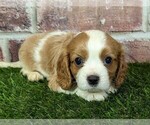 Small #5 Cavalier King Charles Spaniel