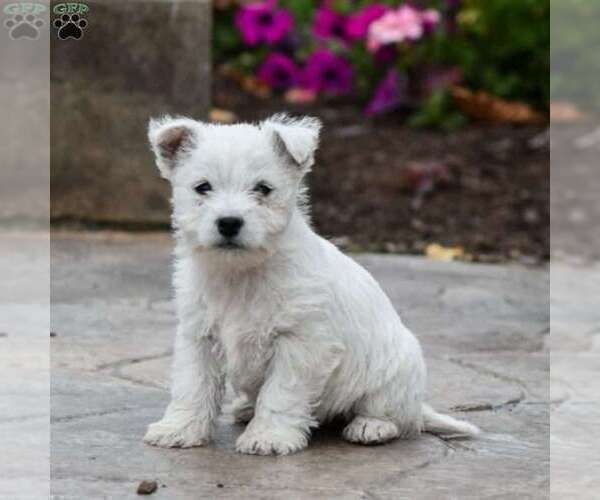 Medium Photo #1 West Highland White Terrier Puppy For Sale in MILLERSBURG, PA, USA