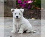 Small Photo #1 West Highland White Terrier Puppy For Sale in MILLERSBURG, PA, USA