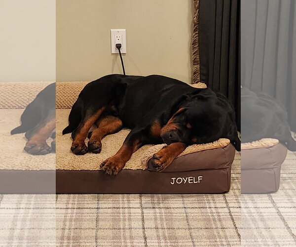 Medium Photo #3 Rottweiler Puppy For Sale in Hillsboro, NH, USA
