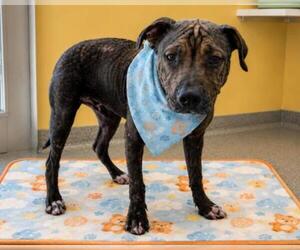 Mutt Dogs for adoption in Orange, CA, USA