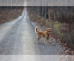 Small Photo #1 Golden Retriever Puppy For Sale in MIDDLEBURG, PA, USA