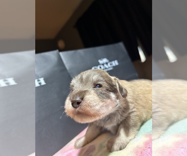 Medium Photo #5 Schnauzer (Miniature) Puppy For Sale in HOUSTON, TX, USA