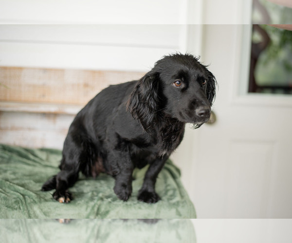 Medium Photo #1 English Cocker Spaniel Puppy For Sale in SHREVE, OH, USA