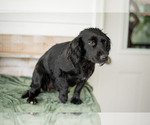 Small Photo #1 English Cocker Spaniel Puppy For Sale in SHREVE, OH, USA