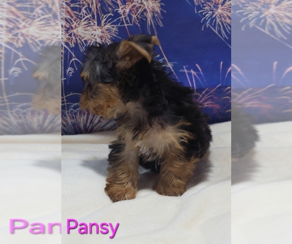 Medium Photo #2 Yorkshire Terrier Puppy For Sale in AZLE, TX, USA
