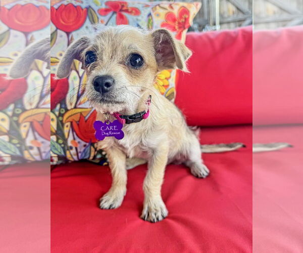 Medium Photo #3 Chihuahua-Unknown Mix Puppy For Sale in Corona, CA, USA