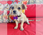 Small #2 Chihuahua Mix