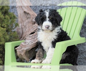 Bernedoodle Puppy for sale in FREDERICKSBG, OH, USA